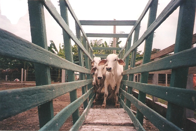 calceta o manga 23 Brete para ganado de lidia apartar seleccionar el ganado acceso ganadera corrales embudos calcetas embudo muro estribo corrales embudo calceta bretes brete apretadero mecánico instalaciones