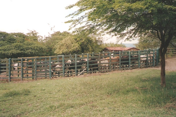 corrales ganado 74 engorde acorralados ganados vacuno corral Instalaciones feria bovina engorde jaulas y corralejas agricultura ganadera Cría ganado vacuno Producción carne vacunos bovino equino porcino